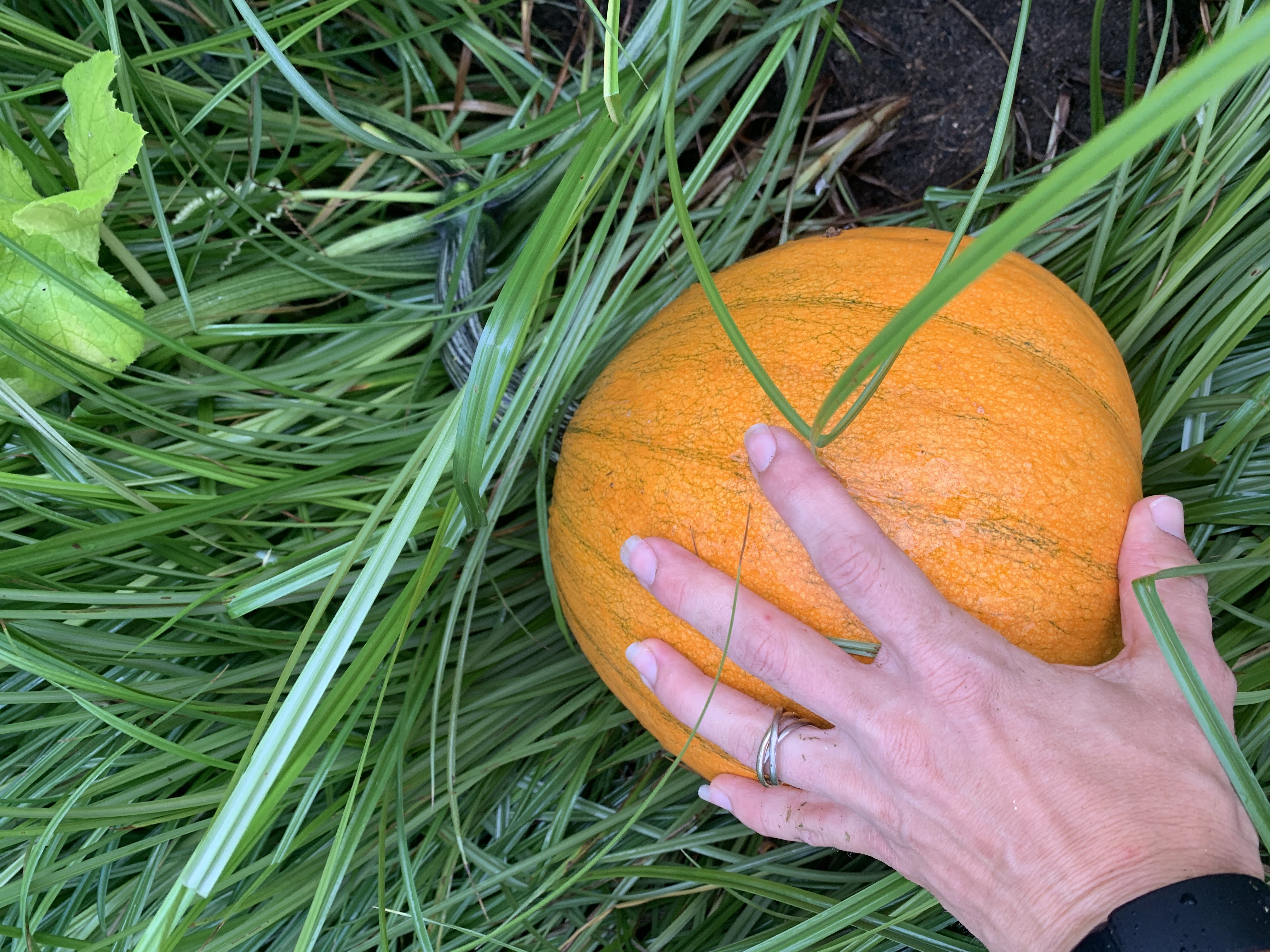 Harvest 2022